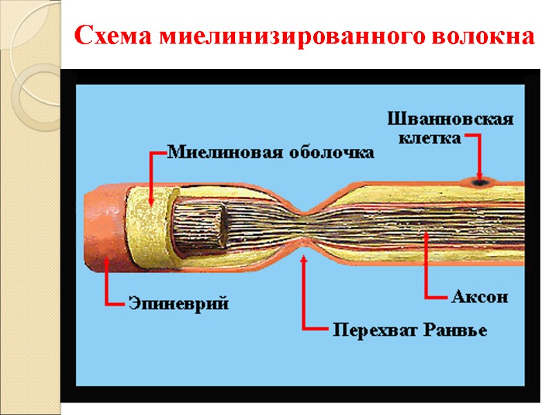 Схема миелинизированного волокна